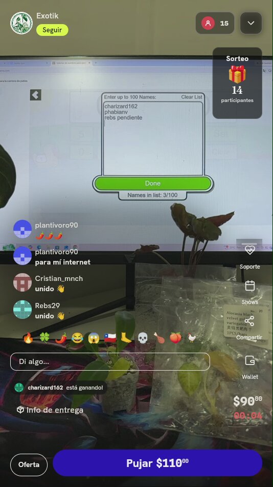 Alocasia Black Velvet Gold Variegated