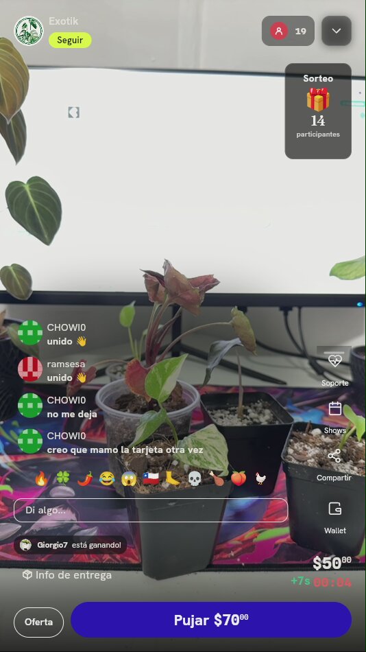 Planta Monstera Crème Brûlée