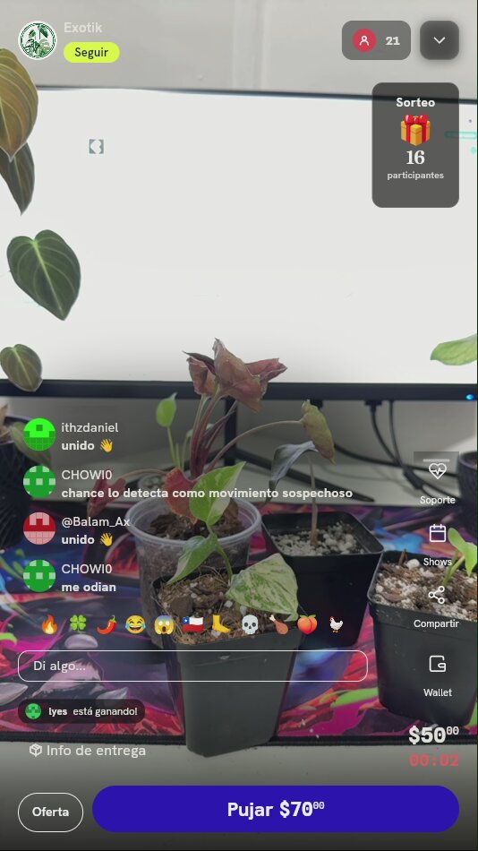 Planta exótica variegada en maceta