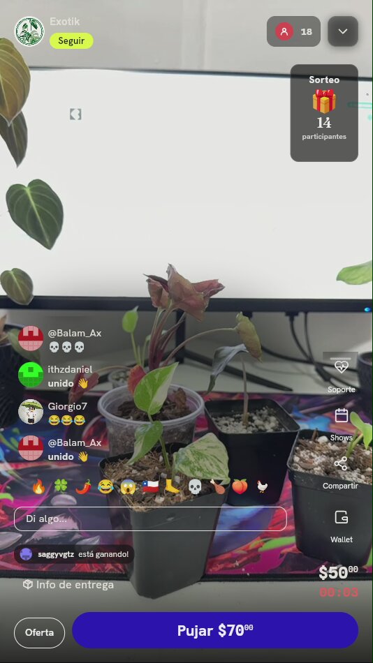 Planta Monstera Crème Brûlée