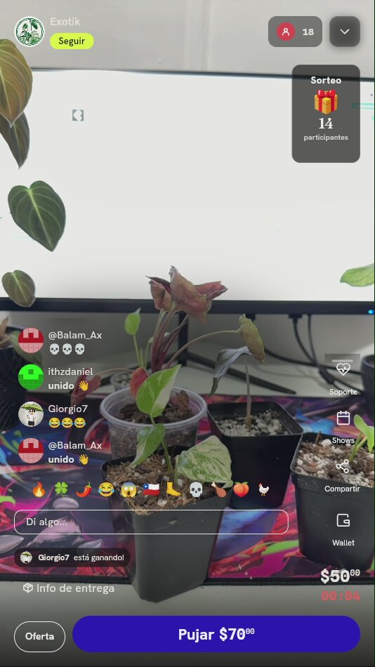 Mini Planta Exótica Variegada