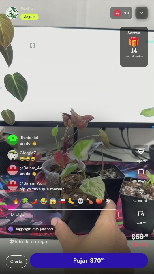Planta Monstera Crème Brûlée