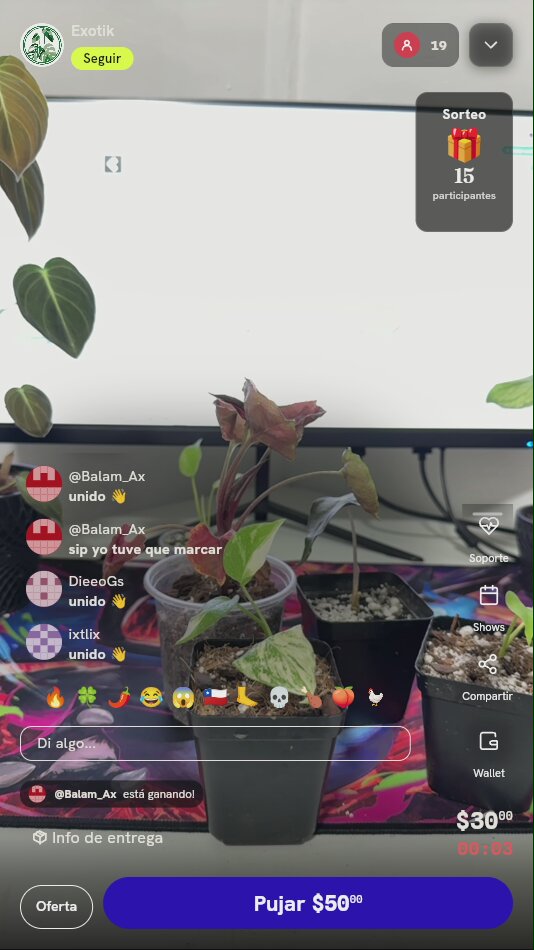 Planta variegada en maceta