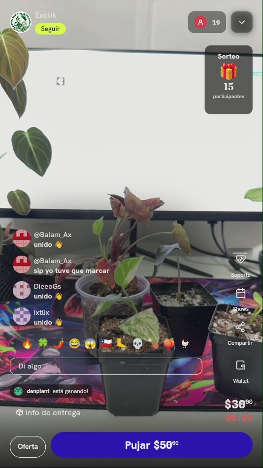 Planta Exótica Syngonium en Maceta