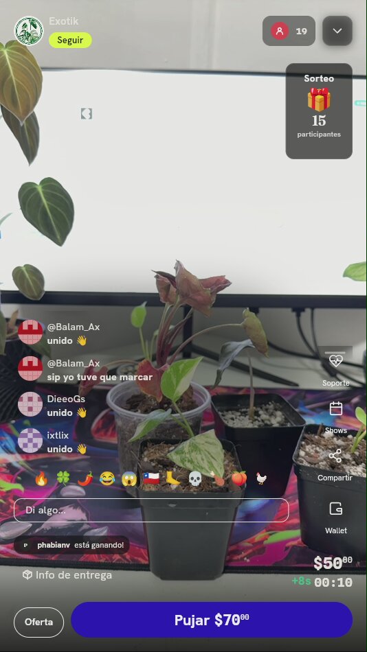 Planta Tropical Variegada en Maceta