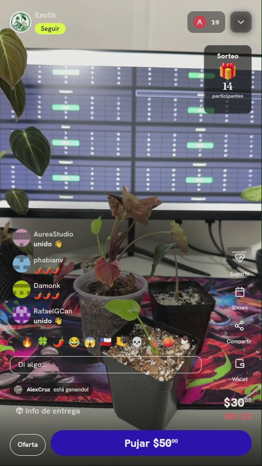 Plántula de Syngonium Rosado