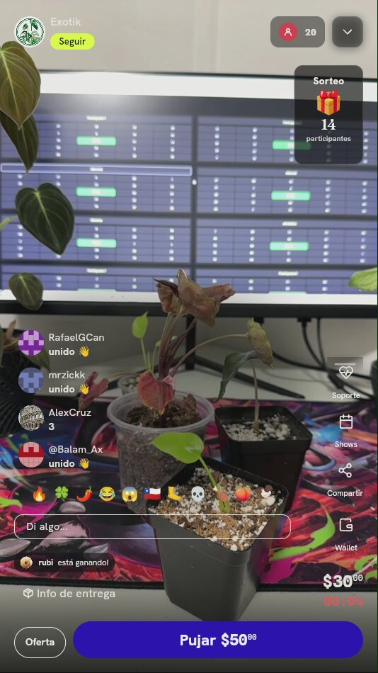 Planta Syngonium Rosa en Maceta