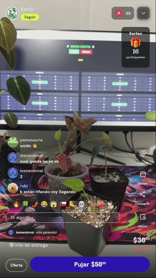 Planta Monstera Lemon Lime