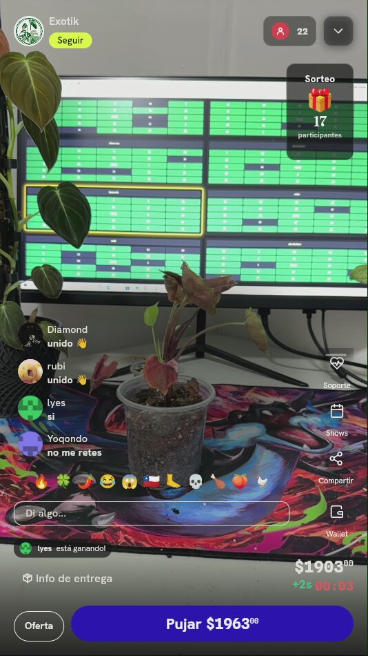 Planta Syngonium Orm Nak Red