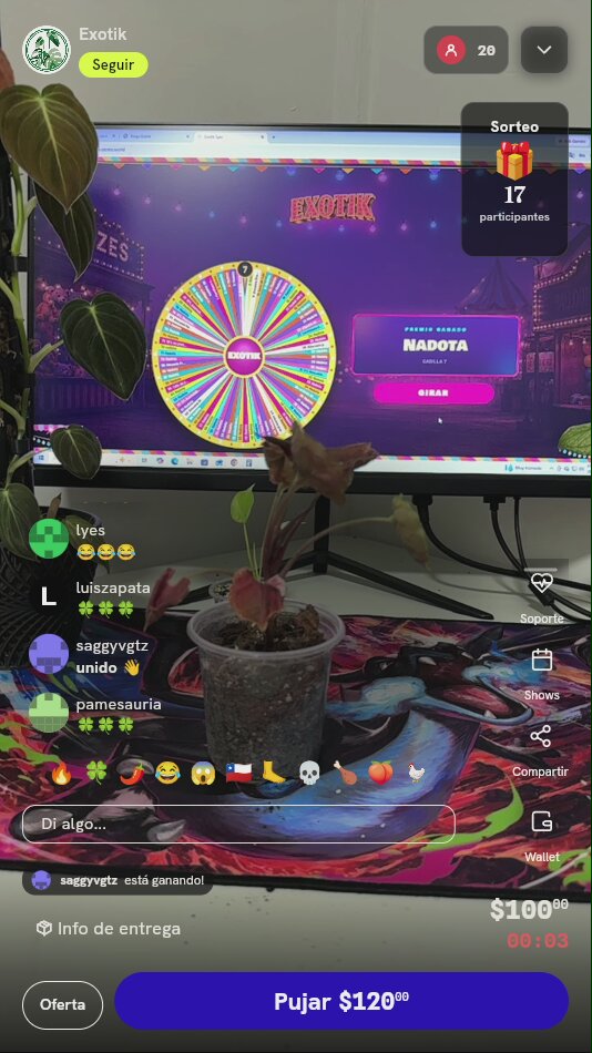 Planta Syngonium Neon Robusta