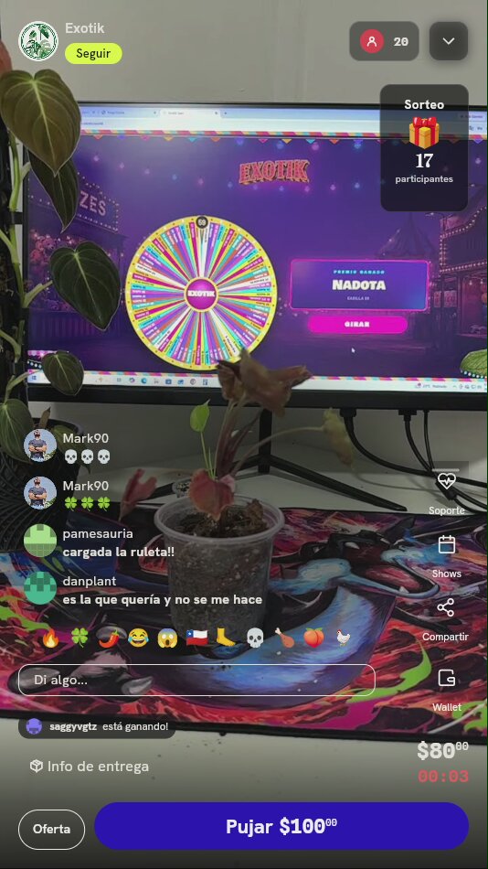 Planta exótica Syngonium en vaso
