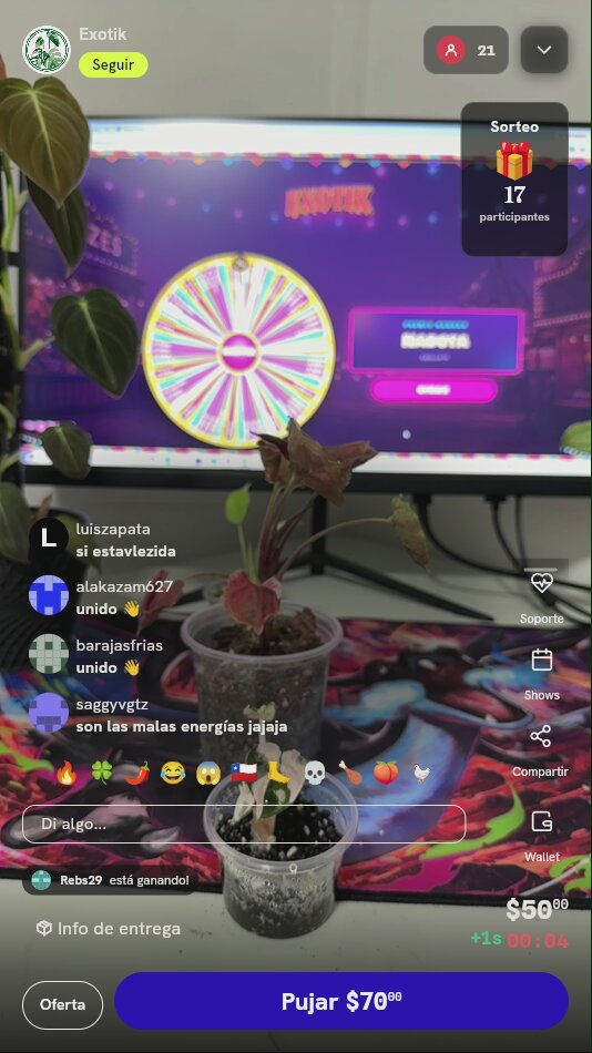 Planta Tropical Syngonium