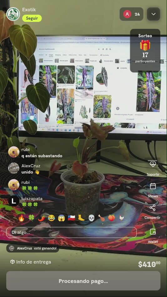 Planta Alocasia Longiloba Purple