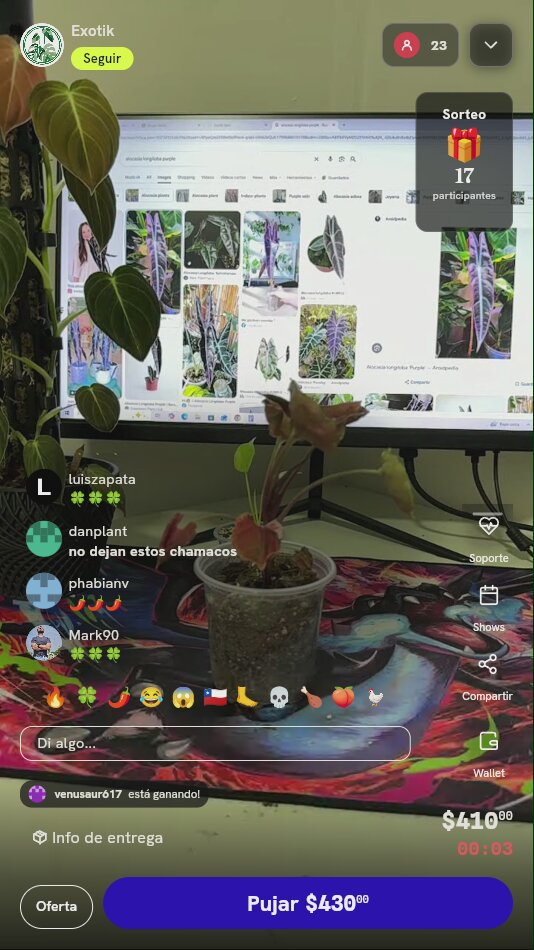 Planta Alocasia Longiloba Purple