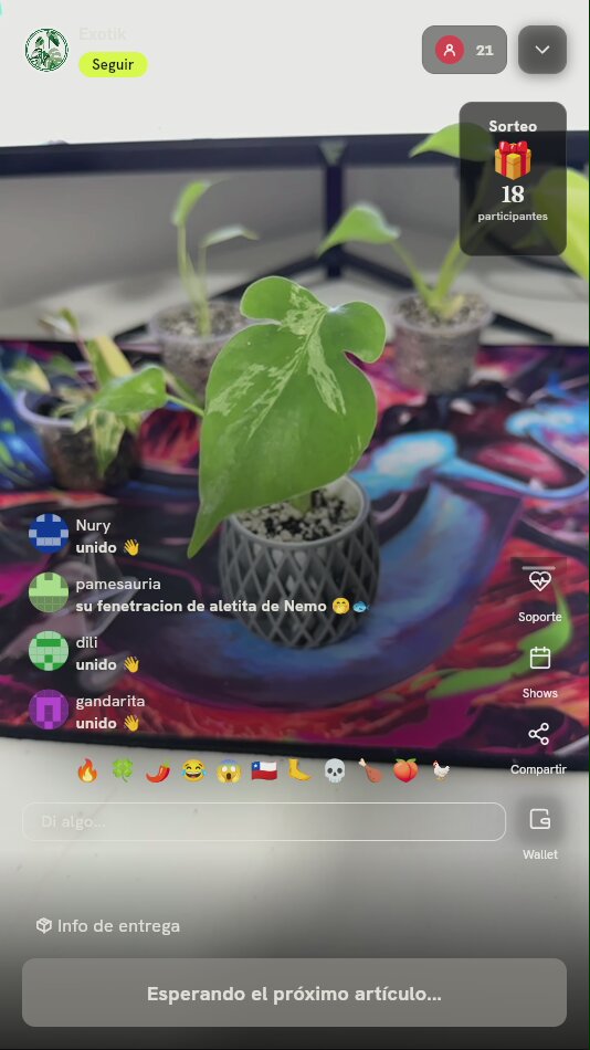 Planta Philodendron Variegado de Colección