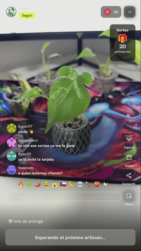 Planta exótica variegada en maceta