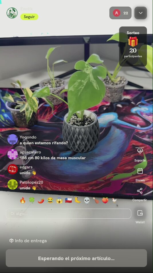 Planta Monstera Aletita de Nemo