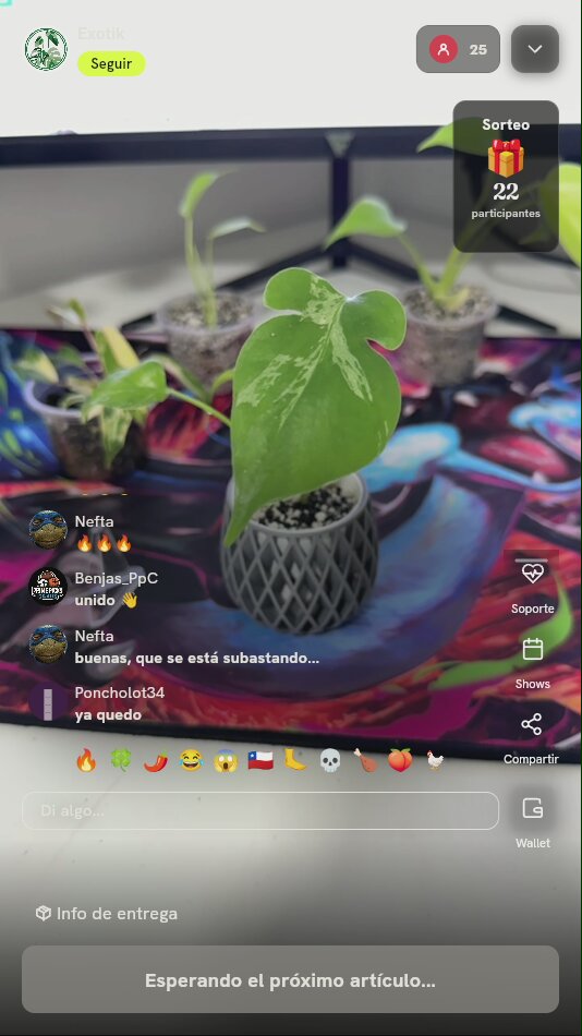 Planta Mini Monstera Variegada
