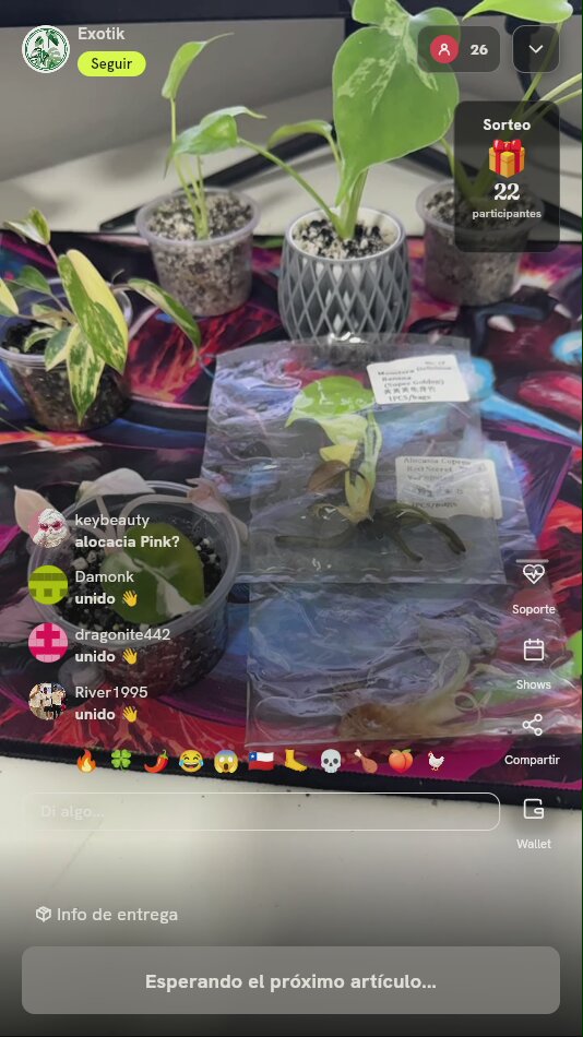 Lote de plantas exóticas de colección
