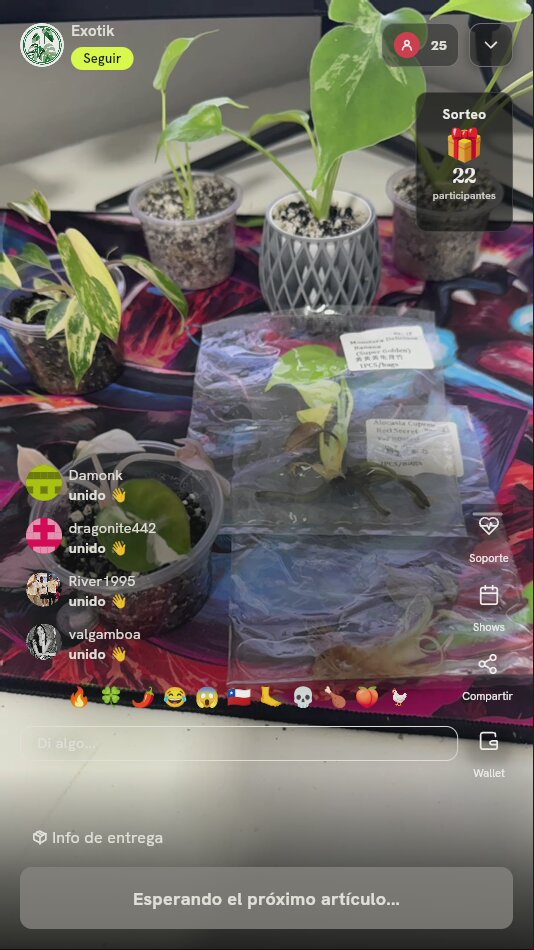 Plántulas Exóticas de Monstera y Alocasia