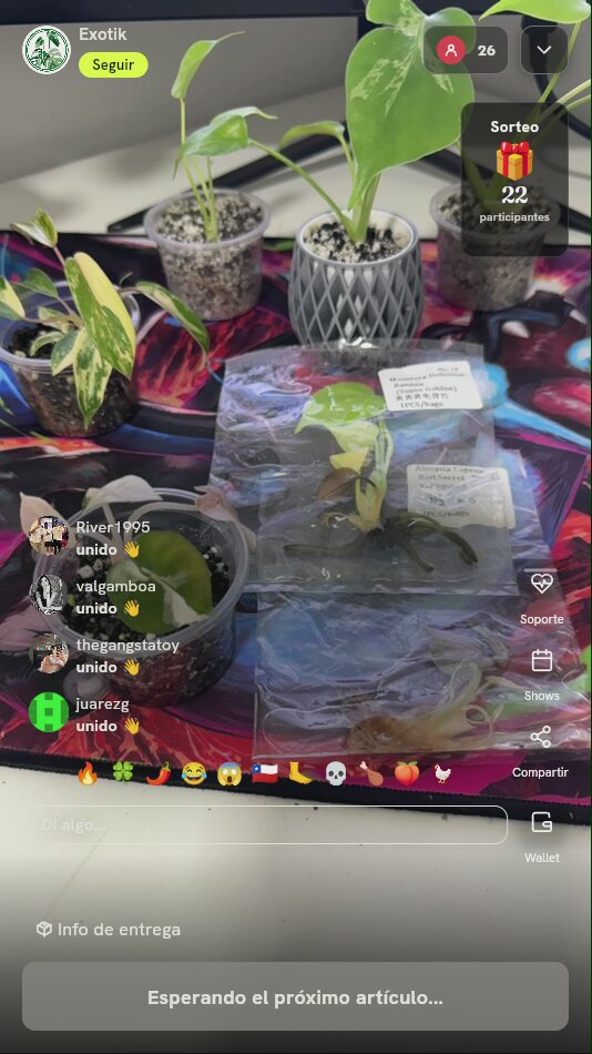 Plántula Exótica en Cultivo In Vitro