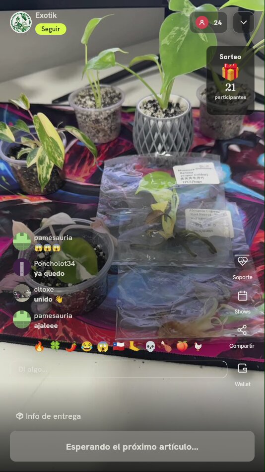 Lote de 3 plantas exóticas