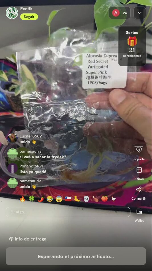 Paquete de Plantas Exóticas Variegadas