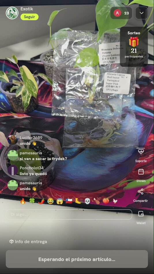 Plantas en Cultivo de Tejidos