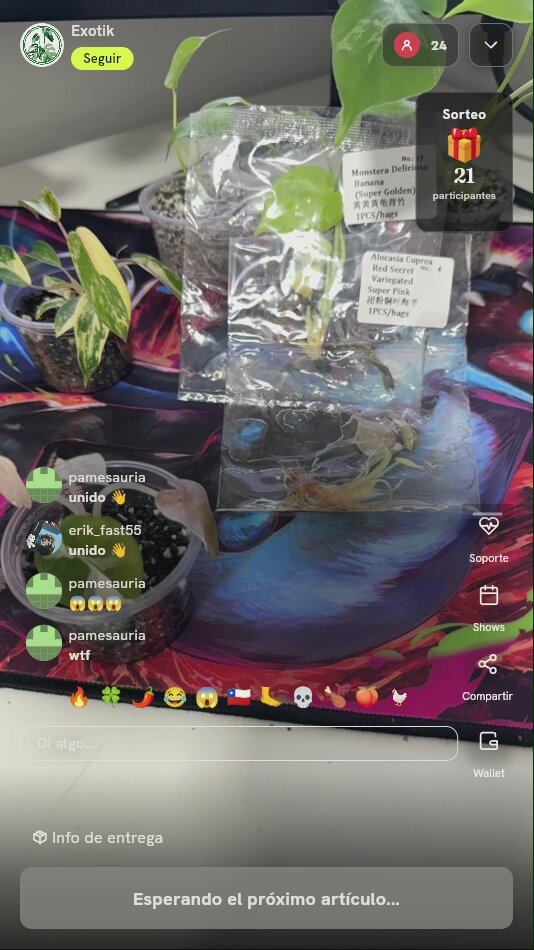Plantas en cultivo in vitro