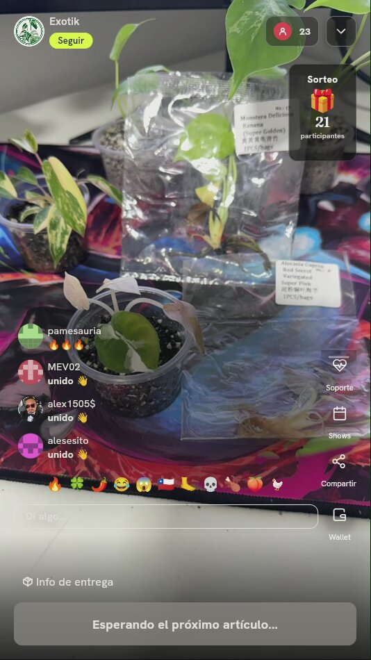 Paquete de plantas exóticas variegadas
